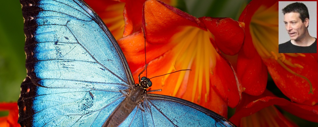 Una mariposa para el Siglo XXI