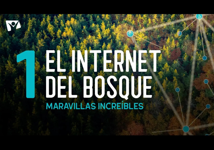 EL INTERNET DEL BOSQUE – Maravillas Increíbles