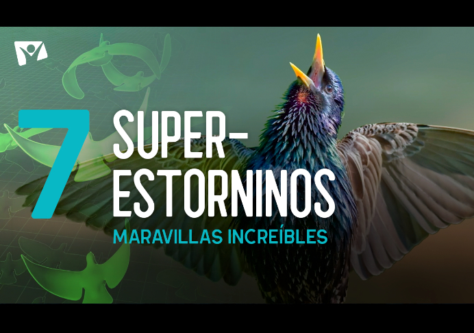 Superestorninos – Maravillas Increíbles