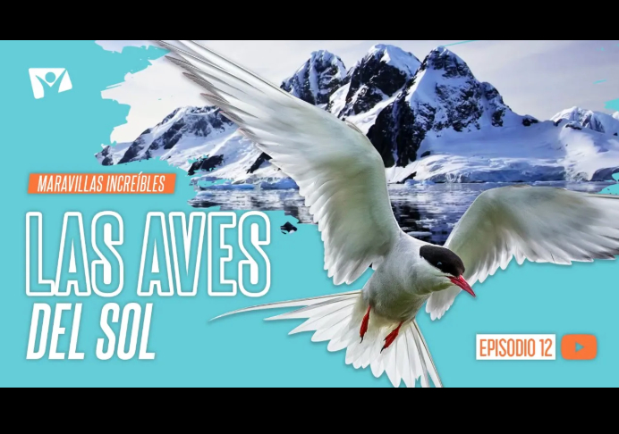 Las aves del Sol – Maravillas Increíbles