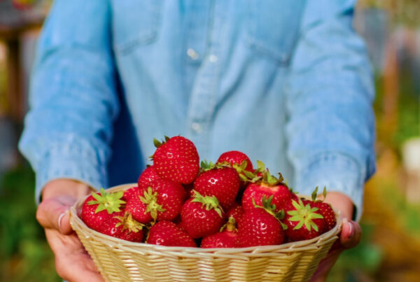 frutas fresas evangelización EGW