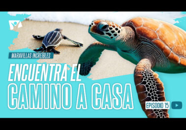 camino a casa