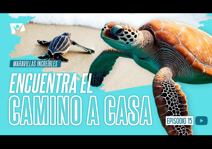 Encuentra el camino a casa – Maravillas Increíbles