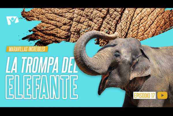 La trompa del elefante