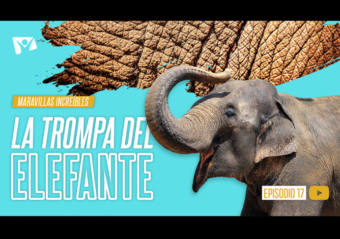 La trompa del elefante – Maravillas Increíbles