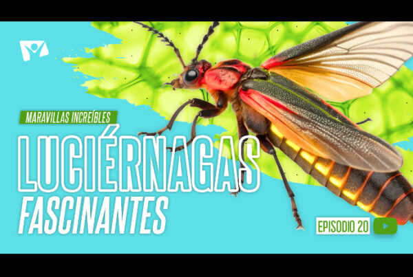 luciérnagas