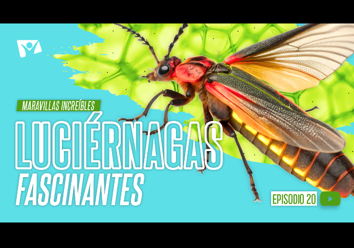 Luciérnagas fascinantes – Maravillas Increíbles