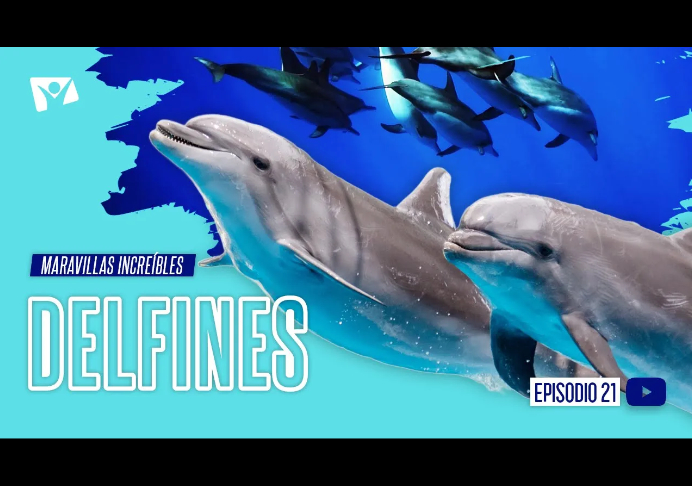 Delfines – Maravillas Increíbles