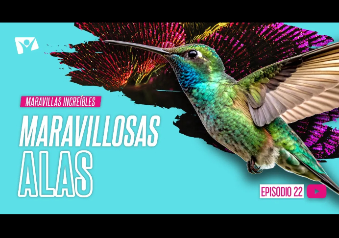 Maravillosas alas – Maravillas Increíbles