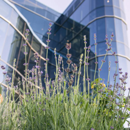 Libertad religiosa y debate sobre descanso dominical en EEUU