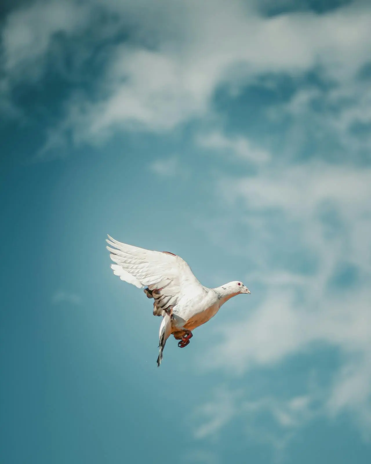 Shalom paz bíblica: plenitud, armonía y esperanza en Cristo