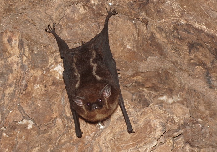 El sónar de los murciélagos: una cuestión de diseño