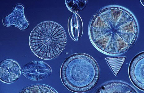Las diatomeas, el fracaso y los huesos de Eliseo