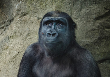 las darwinismo gorila