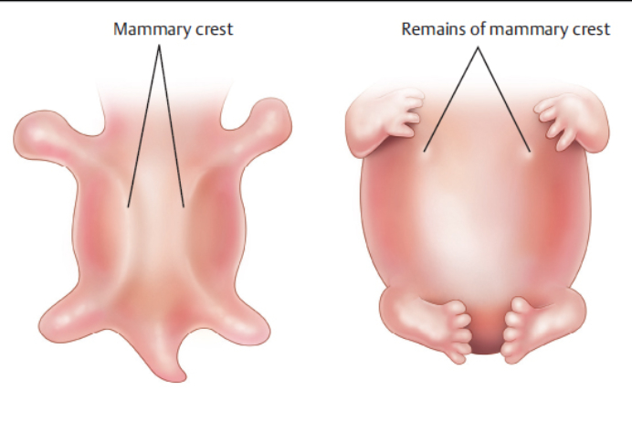 Lactancia y Diseño Inteligente: el maravilloso desarrollo embrionario de las mamas.