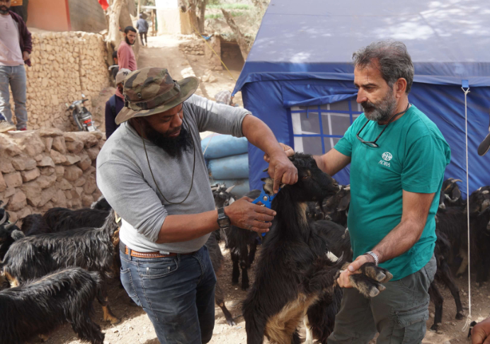 ADRA España realiza nuevas entregas de ganado en Marruecos